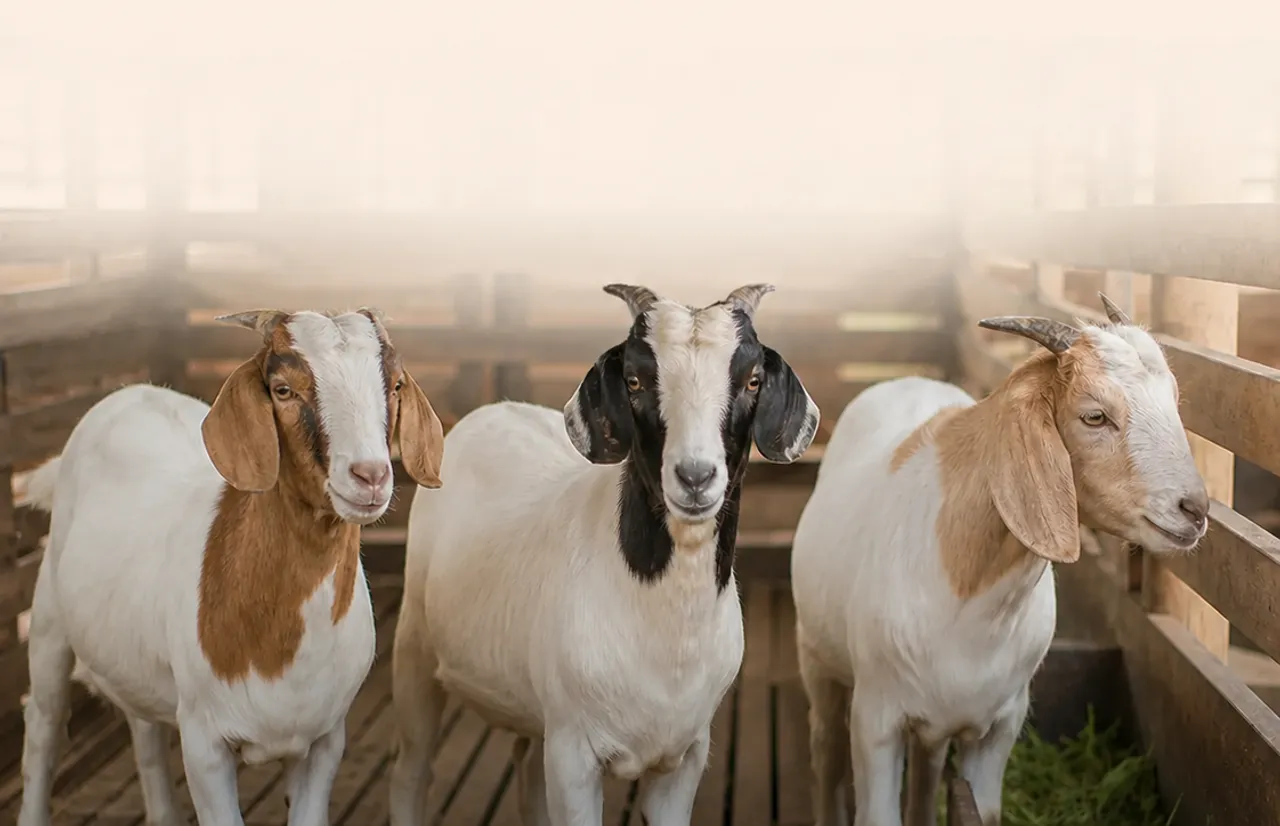 Qurban: Saksi Amal di Hadapan Allah