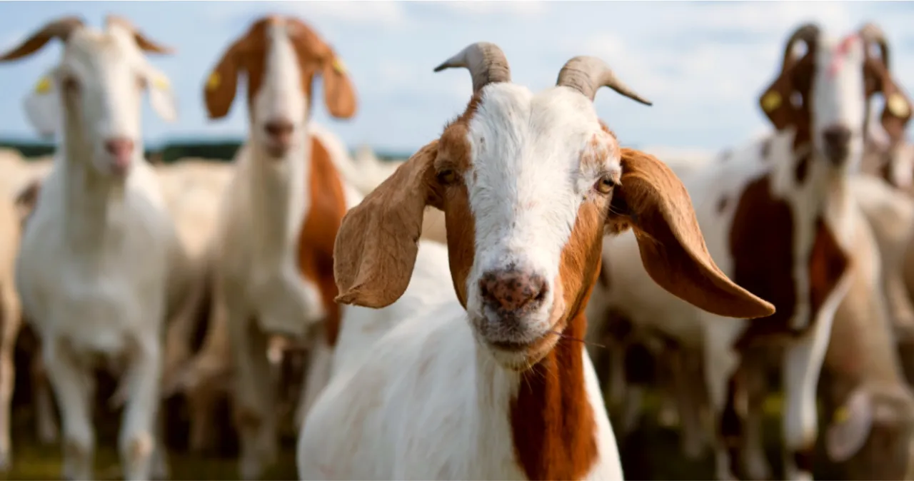 Keutamaan Qurban Kambing dalam Islam Ibadah Sederhana yang Penuh Keberkahan